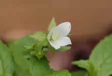 Glockenblume 130820.webp