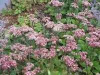 064.webp