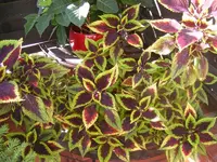 Buntnessel.webp