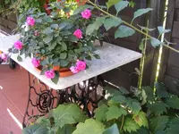 Gefülltes Lieschen 24.8.2013.webp