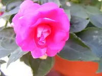Lieschen 24.8.2013.webp