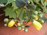 Wachsglocke 24.8.2013.webp