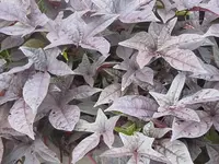 075.webp