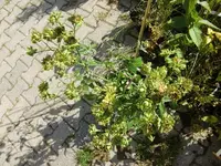 CIMG0287.webp