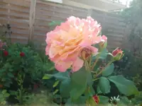 CIMG0292.webp