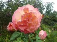CIMG0383.webp