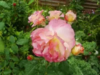 CIMG0384.webp