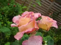 CIMG0386.webp