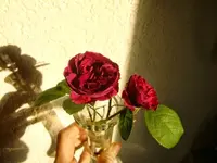 CIMG0370.webp