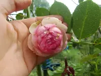 CIMG0393.webp