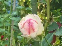 CIMG0353.webp