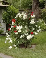 G_Rosen_Apfelbaum_mr.ditschy.webp