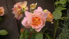2013-08-24-3170.webp