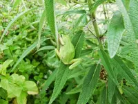 CIMG0274.webp