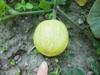 CIMG0308.webp