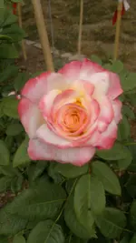 2013-08-24-3188.webp