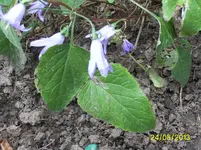 PIC_1009.webp