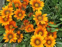 005.webp