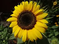 Sonnenblume.webp