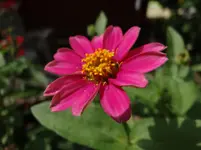 Zinnie.webp