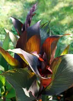 comp_DSC04294.webp