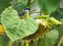 comp_DSC04313.webp