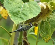 comp_DSC04324.webp