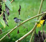 comp_DSC04309.webp