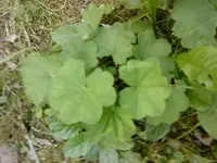 DSC00107.webp