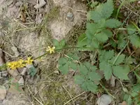 DSC00110.webp