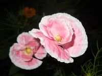 DSCN2435.webp