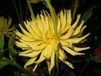 DSCN2450.webp