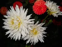 DSCN2452.webp