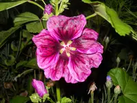 DSCN2455.webp