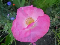 DSCN2438.webp