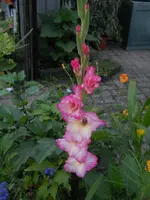 DSCN2437.webp