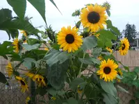 DSCN2445.webp