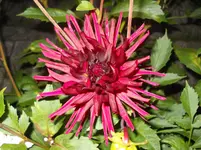 DSCN2451.webp