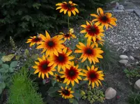 DSCN2460.webp