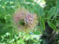 DSCN2475.webp