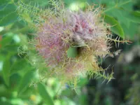 DSCN2478.webp