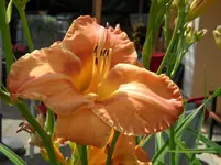 Juli_13 (34).webp