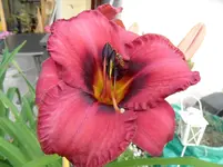 SAM_1153.webp