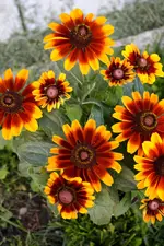 Rudbeckia 17.08.13.webp