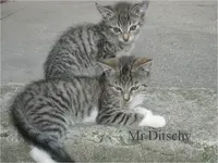 3_1_Ditschy.webp