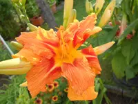 DSCN0898.webp