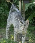Mama_Katze_2012_mr.ditschy.webp