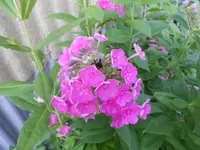 DSCN0893.webp