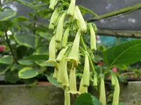 CIMG4901.webp