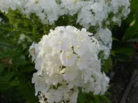 DSCN0897.webp